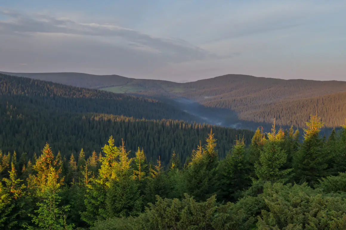 На Київщині офіційно з’явився перший природній ліс